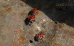 Prajurit kutu busuk: foto kumbang, deskripsi, cara membasmi kutu busuk prajurit berbahaya atau tidak
