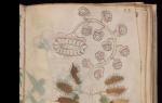 Naučnici su dešifrovali početak misterioznog Voyničevog rukopisa